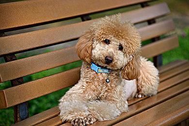 《刀剑神域：异绊集结》新预告片展示不同难度比较